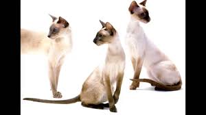 Siamese cat personality is a large part of their appeal for most owners. Personality Siamese Cat Breed Youtube