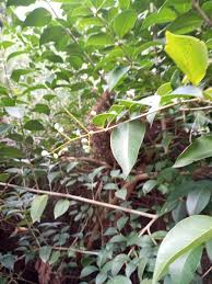Image result for Ligustrum lucidum