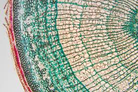 Maybe you would like to learn more about one of these? Plant Tissues Biology Online Tutorial