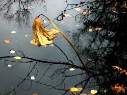 Hasil gambar untuk bunga layu di air