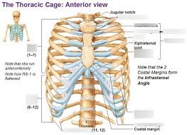The ribs are curved, flat bones which form the majority of the thoracic cage. Ribs Diagram Quizlet