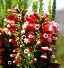 Image result for Erica pleiotricha