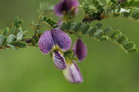 Image result for Ormocarpum