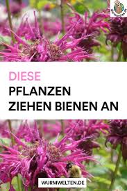 Diese Pflanzen Ziehen Bienen An Heimische Pflanzen Bieten Oft Die Einzige Nahrungsquelle Fur Bi Pflanzen Bienenfreundlicher Garten Bienenfreundliche Pflanzen