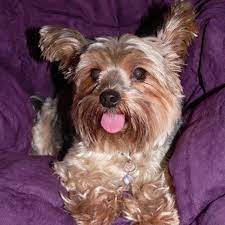 How To Make A Yorkie S Hair Shiny Cuteness Silky Terrier Yorkie Terrier