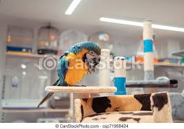 Check spelling or type a new query. Close Up Of White And Yellow Parrot Standing In The Pet Shop Bright Parrot Close Up Of White And Yellow Bright Parrot Canstock