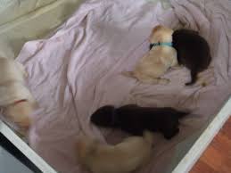We did not find results for: Labrador Retriever Puppies For Sale Augusta Me 320476