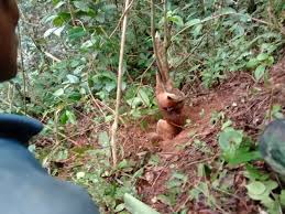 Gratis untuk komersial tidak perlu kredit bebas hak cipta. Sedih Kucing Emas Yang Kena Jerat Babi Itu Mati Mongabay Co Id Mongabay Co Id