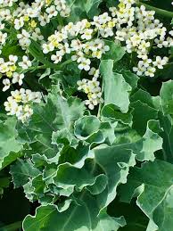 Image result for Crambe hispanica