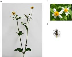 Image result for Bidens pilosa