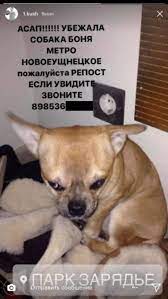Объявление о пропавшей чихуахуа