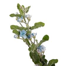 Image result for Oxypetalum