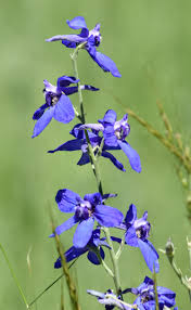 Image result for Delphinium leroyi