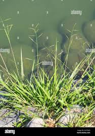 Image result for Eriochloa procera