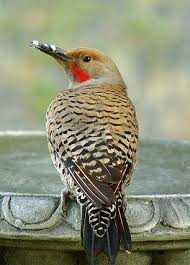 Birds Of Western Washington Identification Northern Flicker 3 28 2012 Silver Spring Maryland Northern Flicker Pretty Birds Flicker