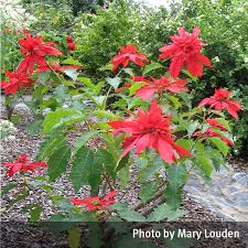 Image result for Euphorbia pulcherrima