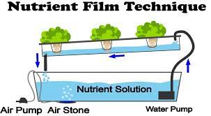 Tanaman hidroponik jarang mempunyai masalah dengan hama dan penyakit tanaman yang disebabkan oleh bakteri, ulat dan cacing nematoda yang banyak terdapat dalam tanah. Asas Penanaman Secara Hidroponik Kebuna Putrajaya