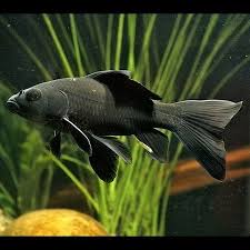 Poissons De Bassin Monpoissonexotique Com Aquariophilie Poissons Et Plantes D Aquarium En Ligne Aujourd'hui, je vous présente mon lion noir. poissons de bassin monpoissonexotique