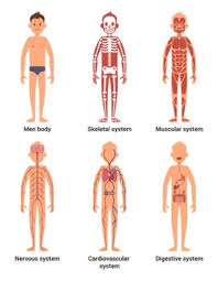 Skeletal muscles, commonly called muscles, are organs of the vertebrate muscular system that are mostly attached by tendons to bones of the skeleton. Free Vector Body Anatomy For Kids The Skeleton And Muscles Nervous System And Circulatory System