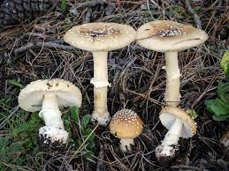 California Fungi Amanita Pantherina