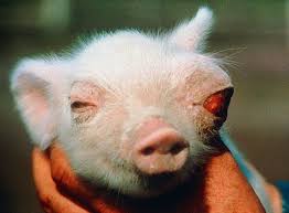 Mutated Animals Of Chernobyl Chernobyl Chernobyl Disaster Animals