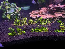 Image result for Marsilea subterranea