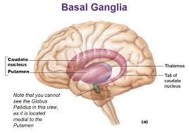 Cerebral White Matter And Gray Matter And Basal Ganglia Brain Anatomy And Function Basal Ganglia White Matter