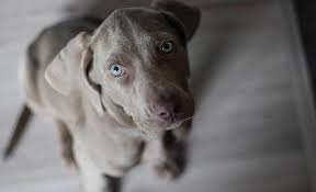 She does well with other dogs and would do best in a home with an owner that could continue to give her boundaries, leadership, and direction. 16 Weimaraner Mixes Grey Ghost Companions Like No Other