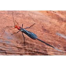Maybe you would like to learn more about one of these? Earthbox Insect Indentifier