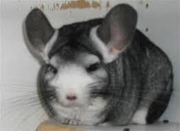 One of our favorite facts is their fur is so dense they cannot get fleas. Hagels Chinchilla Posts Facebook