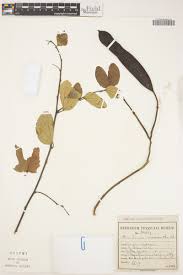 Image result for Bauhinia macrantha