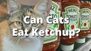 Try these tomato recipes for your dogs. Can Cats Eat Ketchup Petschoolclassroom