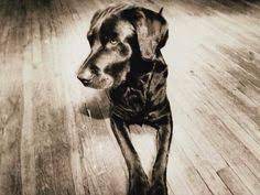 The Windows Xp Dog Dogs Dog Wallpaper Raining Cats And Dogs