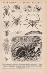 Antique Spider Print From 1890 Spider Spiders Spider Etsy Spider Art Antique Prints Vintage Spider