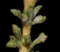 Image result for Eriosema scioanum