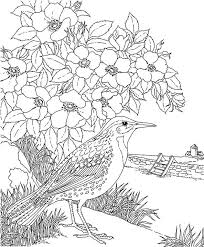 Part 517 zootopia judy hopps coloring pages. North Dakota Western Meadowlark Coloring Page Purple Kitty