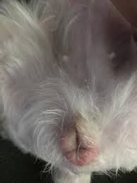 My Dogs Keeps Lick Her Private Part It Became Swolllen Overnight She Passed Her Heat Wave About A Week Ago I Want To Know If It S An Petcoach