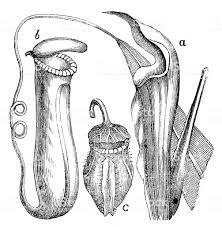 Black And White Images Of Pitcher Plant Antique Illustration Of Nepenthes Antique Illustration Plant Sketches Illustration