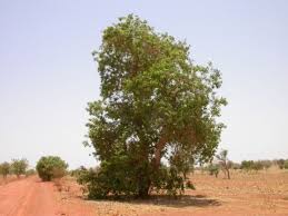 Image result for Combretum sp. A