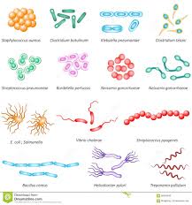 Microbiology Identification Chart Google Search