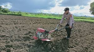 Porang adalah salah satu komoditas pertanian yang sangat menguntungkan, cukup investasi bibit sekali bisa panen berpuluh puluh kali dengan keuntungan yang berlipat ganda. Wah Tanaman Mahal Ini Akan Dibudidayakan Di Jayapura Bagian 1