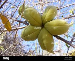Image result for Sterculia rogersii