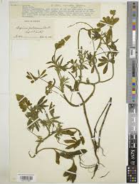 Image result for Lupinus pubescens