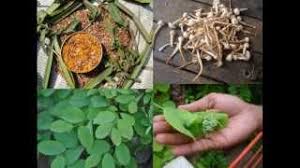 Image result for Cyamopsis serrata