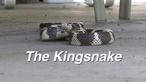 The california king snake is hardy, small, and calm, making it a good choice for a beginner. Common Kingsnake Lampropeltis Getula Desertusa