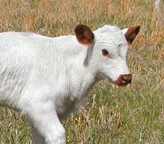 Black And White Cow Breeds Uk The British White Cattle Breed Cow Photos Cow Calf Baby Cows