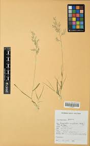 Image result for Eragrostis unioloides