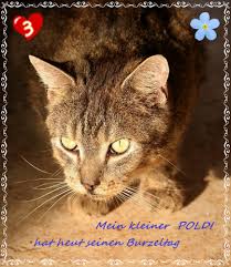 Alles gute zum geburtstag it is the german way of saying happy birthday , learn about various ways of saying happy birthday wish and. Burzeltag 2013 06 28 Foto Bild Tiere Haustiere Katzen Bilder Auf Fotocommunity