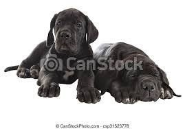 We did not find results for: Two Black Great Dane Puppies Studio Shot Isolated On White Two Black Puppy German Mastiff One Peppy Another Tired And Canstock