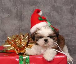 Santa Shih Tzu Shih Tzu Christmas Animals Baby Shih Tzu